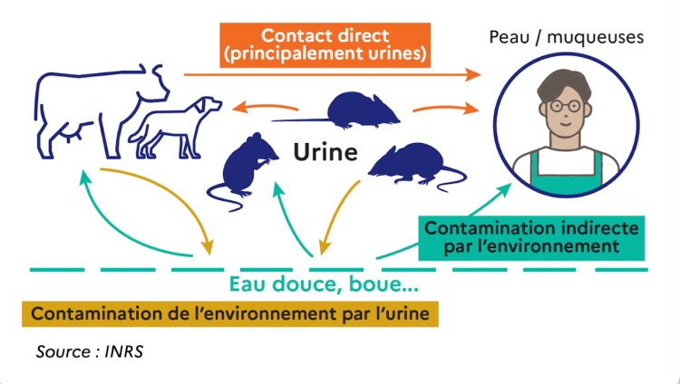 Attention La Leptospirose En T Austral Et Notamment Apr S Le